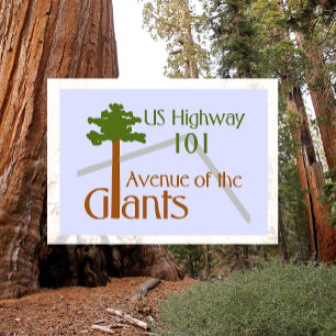 Carte Postale Allée des Géants Humboldt Redwoods State Park