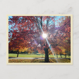 Carte Postale Allegany Automne