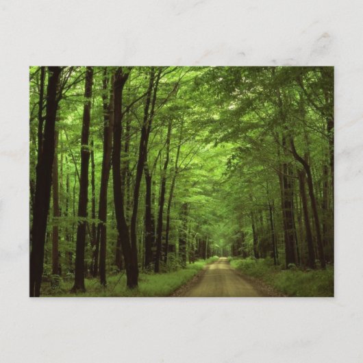 Carte Postale Allegheny National Park, Pennsylvanie (Devant)