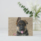 Carte postale allemande Shepherd Puppy (Debout devant)