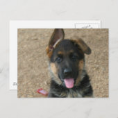 Carte postale allemande Shepherd Puppy (Devant / Derrière)