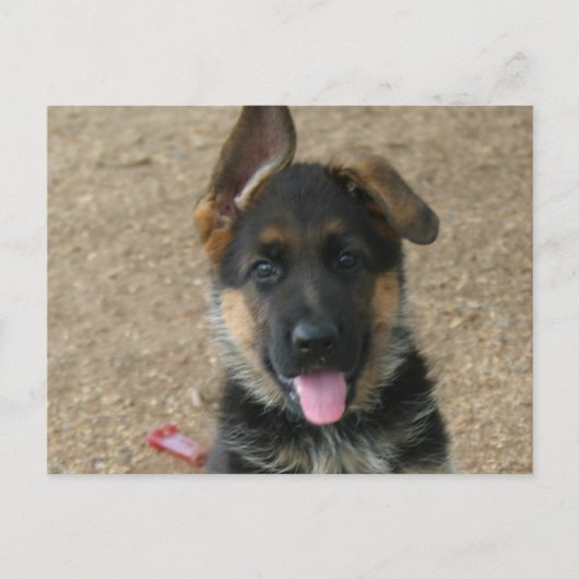Carte postale allemande Shepherd Puppy (Devant)