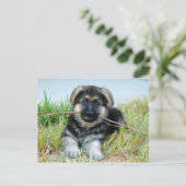 Carte postale allemande Shepherd Puppy (Debout devant)