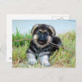 Carte postale allemande Shepherd Puppy (Devant / Derrière)