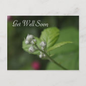 Carte Postale allez bien, fleur de framboise sauvage d'été (Devant)