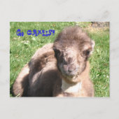 Carte Postale Allez les chameaux ! (Devant)