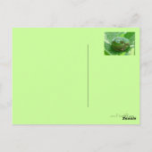 Carte Postale Allez-y bientôt - grenouille verte avec sourire (Dos)