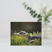 Carte postale Alligator (Debout devant)