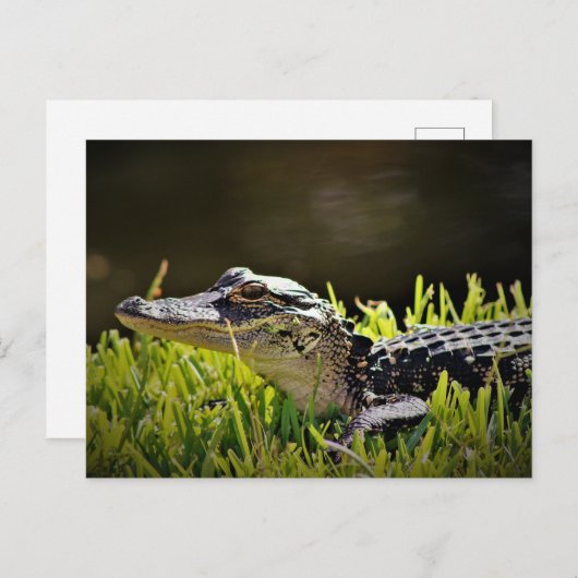 Carte postale Alligator (Devant / Derrière)