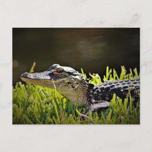Carte postale Alligator (Devant)