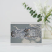 Carte Postale Alligator (Debout devant)