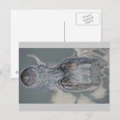Carte Postale Alligator (Devant / Derrière)