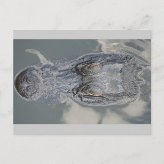 Carte Postale Alligator (Devant)