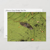 Carte Postale Alligator (Devant / Derrière)