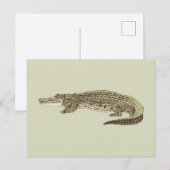 Carte postale Alligator (Devant / Derrière)