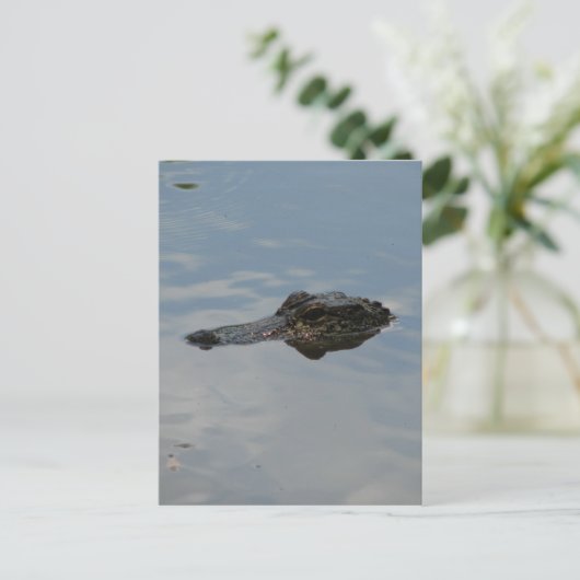 Carte Postale Alligator (Debout devant)