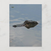 Carte Postale Alligator (Devant)