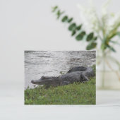 Carte Postale Alligator (Debout devant)