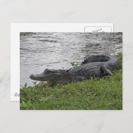 Carte Postale Alligator (Devant / Derrière)