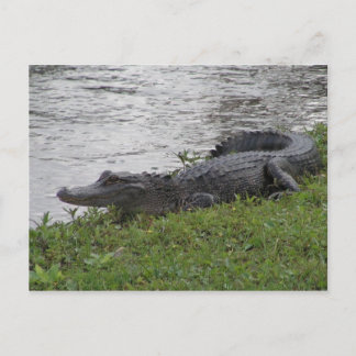 Carte Postale Alligator