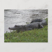 Carte Postale Alligator (Devant)