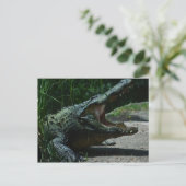 Carte postale Alligator (Debout devant)