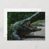 Carte postale Alligator (Devant / Derrière)