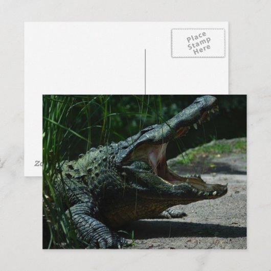 Carte postale Alligator (Devant / Derrière)