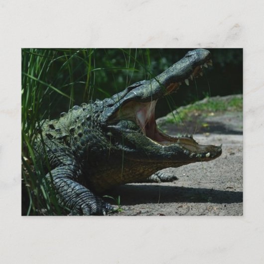 Carte postale Alligator (Devant)