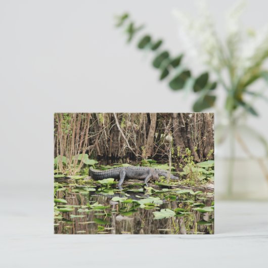 Carte postale Alligator (Debout devant)