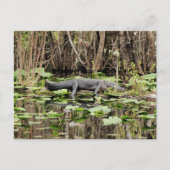 Carte postale Alligator (Devant)