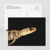 Carte Postale Alligator #2 (Devant / Derrière)