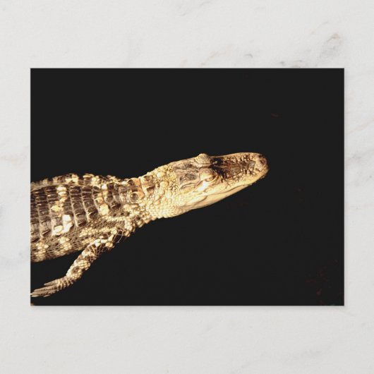 Carte Postale Alligator #2 (Devant)