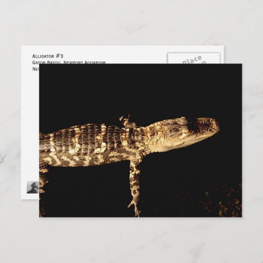 Carte Postale Alligator #3 (Devant / Derrière)