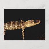 Carte Postale Alligator #3 (Devant)