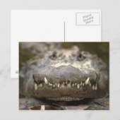 Carte Postale Alligator américain (Devant / Derrière)