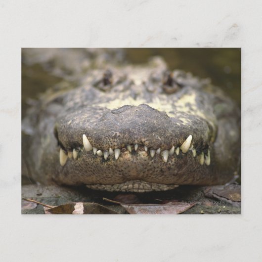 Carte Postale Alligator américain (Devant)