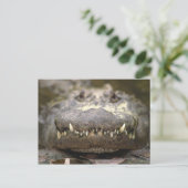 Carte Postale Alligator américain (Debout devant)