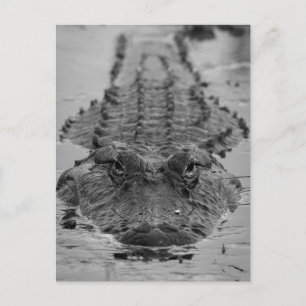 Carte Postale Alligator américain décroché - Photo Faune