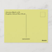 Carte Postale Alligator américain en Floride (Dos)