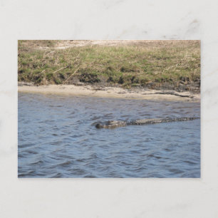 Carte Postale Alligator américain faune nageant dans un marais 