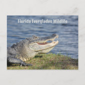 Carte Postale Alligator américain Floride Everglades Faune (Devant)