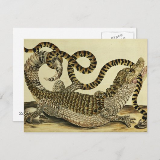 Carte Postale Alligator and Snake, 1730 (gravure en couleur) (Devant / Derrière)
