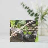 Carte postale Alligator Baby (Debout devant)