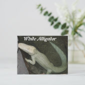 Carte Postale Alligator blanc (Debout devant)