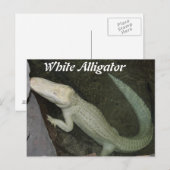 Carte Postale Alligator blanc (Devant / Derrière)