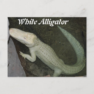 Carte Postale Alligator blanc