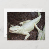 Carte Postale alligator blanc (Devant / Derrière)