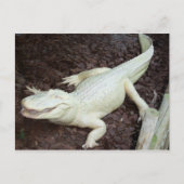Carte Postale alligator blanc (Devant)