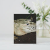 Carte Postale Alligator blanc, photo Gator (Debout devant)